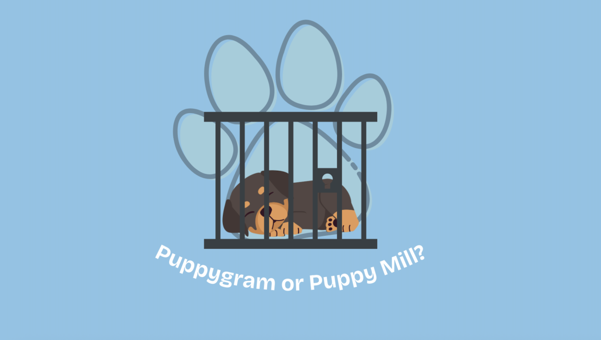 Clarksville residents sound alarm on Puppgram store. Or puppy mill?