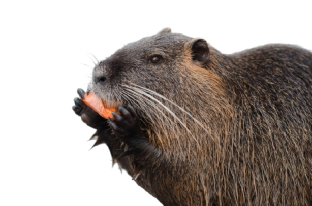 OPINION: Gnaw-thing but the truth
